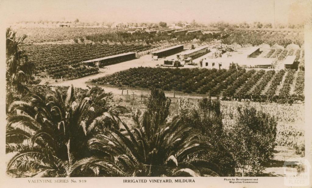 Irrigated Vineyard, Mildura, 1913