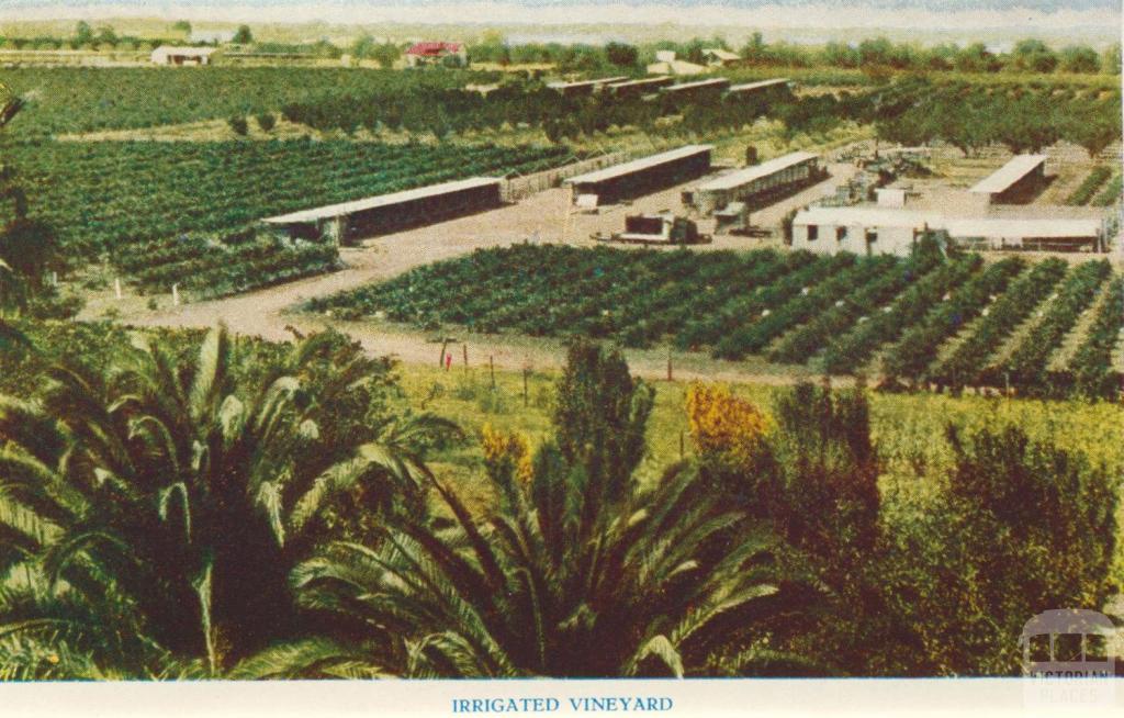 Irrigated Vineyard, Mildura