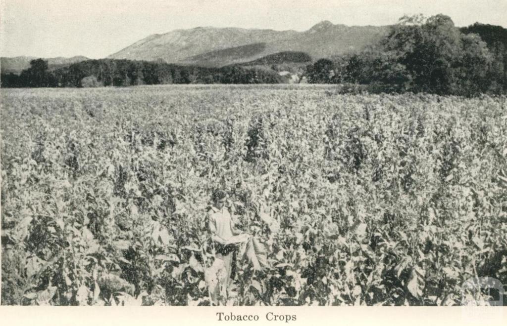 Tobacco Crops, Myrtleford