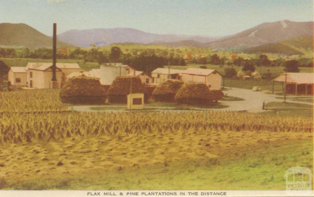 Flax Mill and Pine Plantations in the distance, Myrtleford, 1953