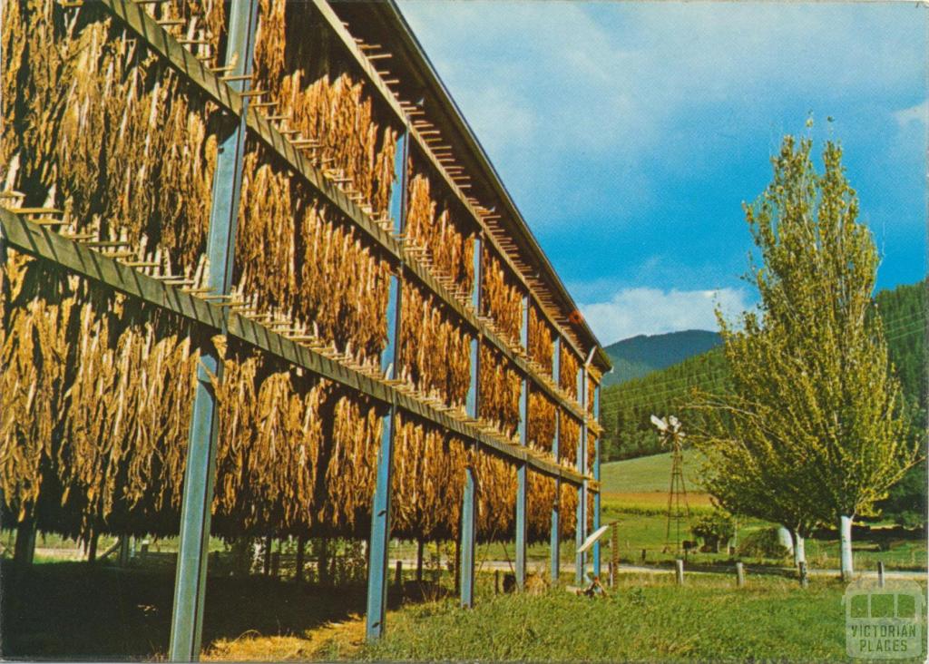 Tobacco drying on a farm near Bright