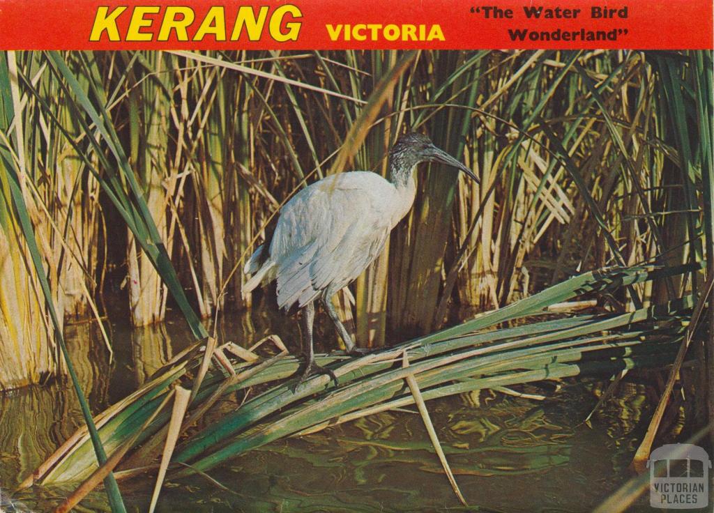 The Water Bird Wonderland, Kerang, 1975