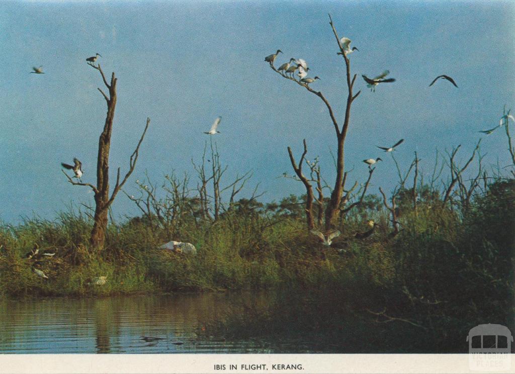 Ibis in flight, Kerang, 1975