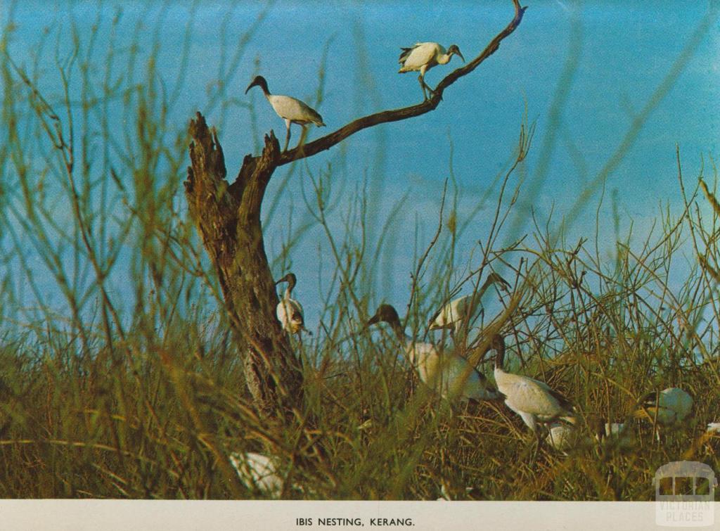 Ibis nesting, Kerang, 1975