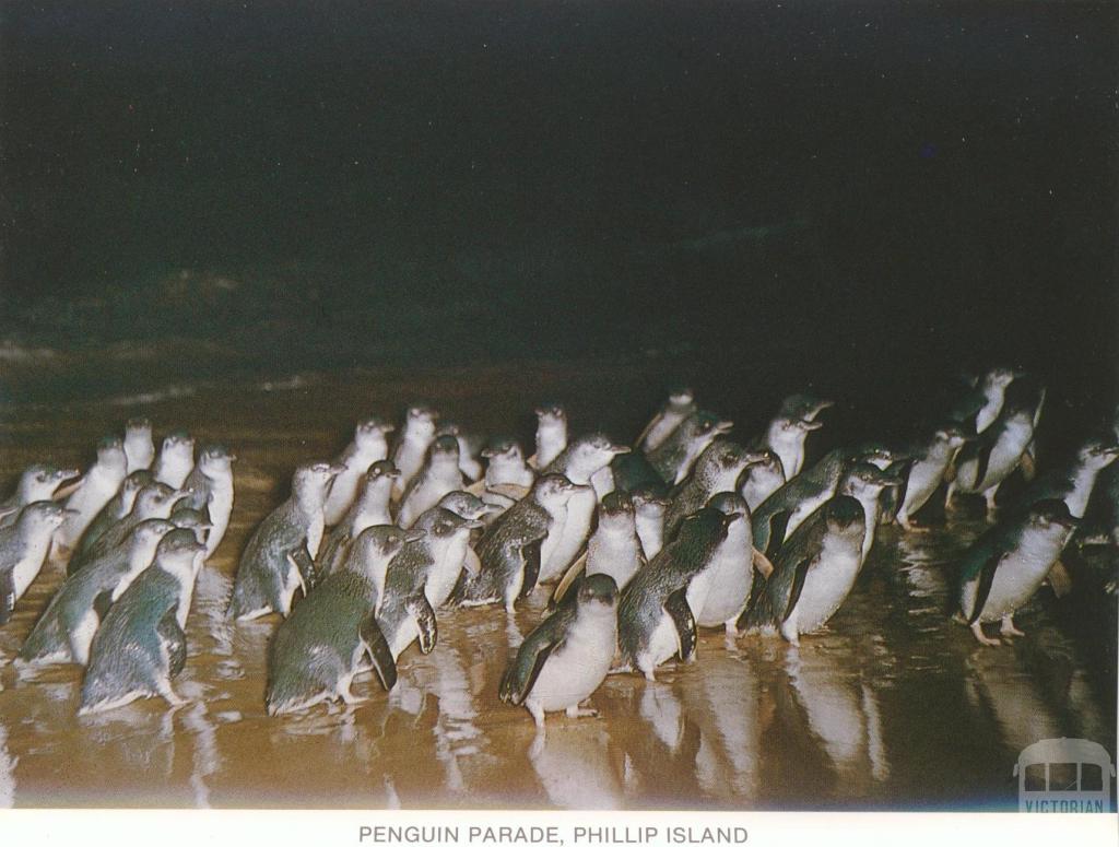 Penguin Parade, Phillip Island