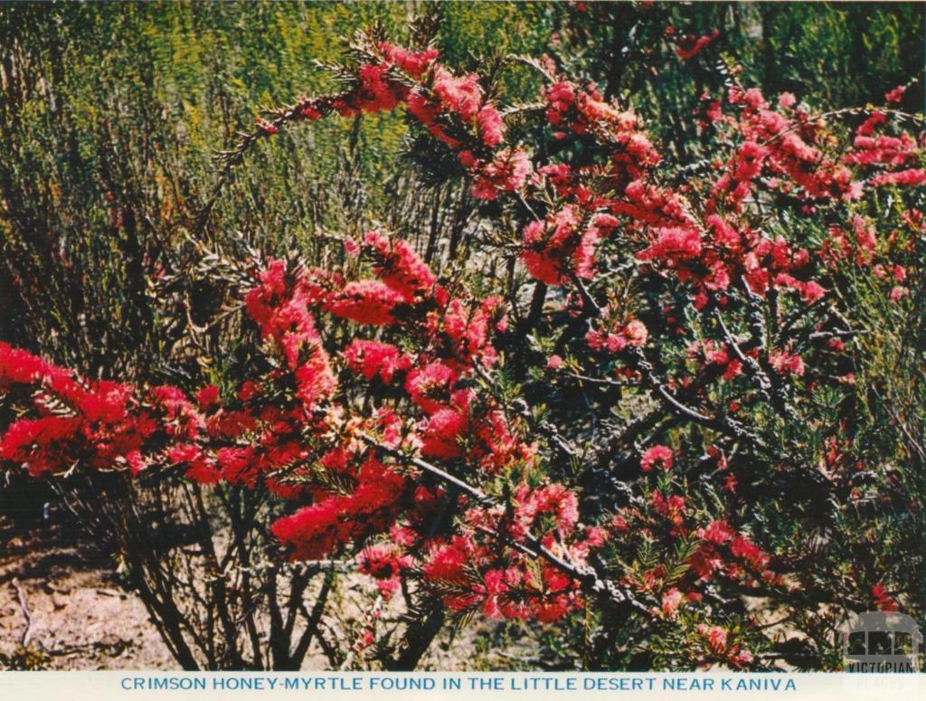 Crimson Honey-Myrtle found in the Little Dersert near Kaniva