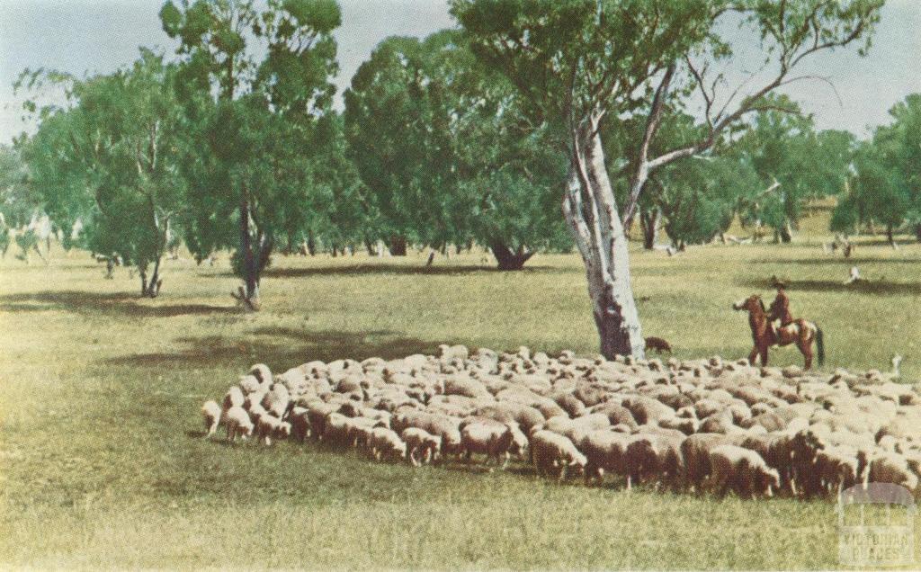 Herding sheep, Robinvale, 1966