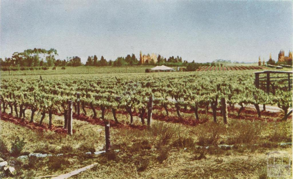 Irrigated vineyard, Robinvale, 1966