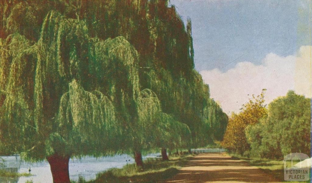 Willows around Lake Guthridge, Sale, 1956