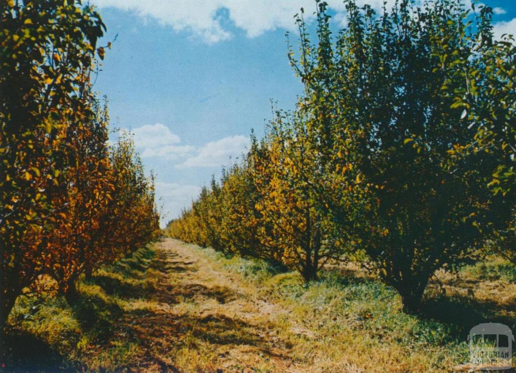 Fruit Trees at a Shepparton Orchard