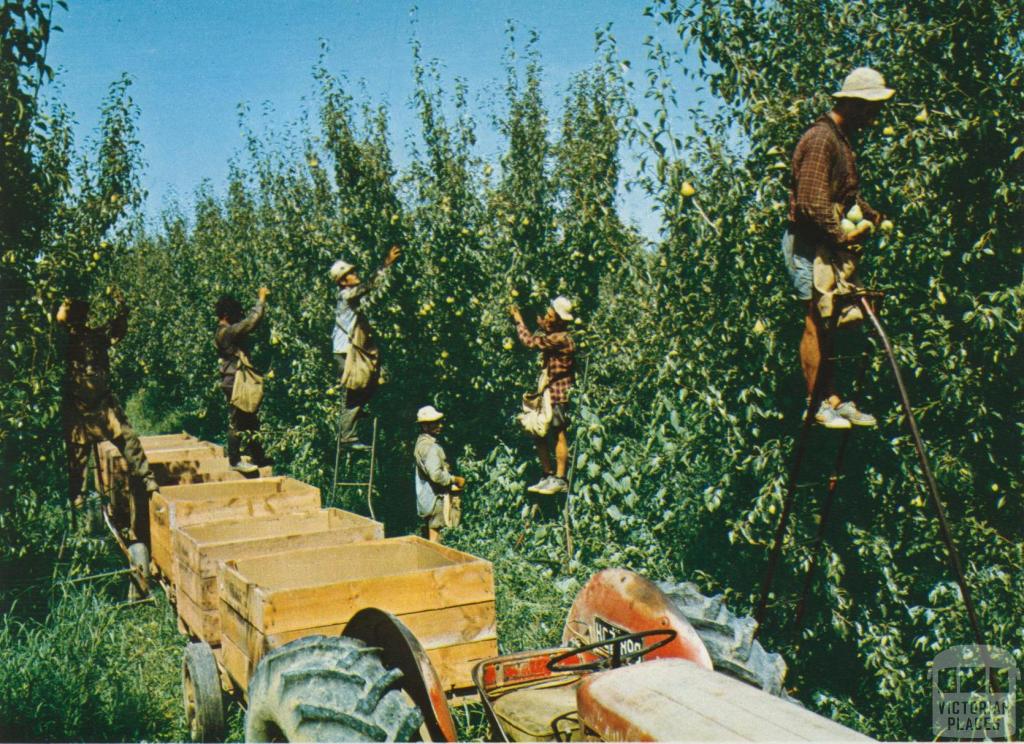 Pear picking at Zurcas Orchard, Shepparton