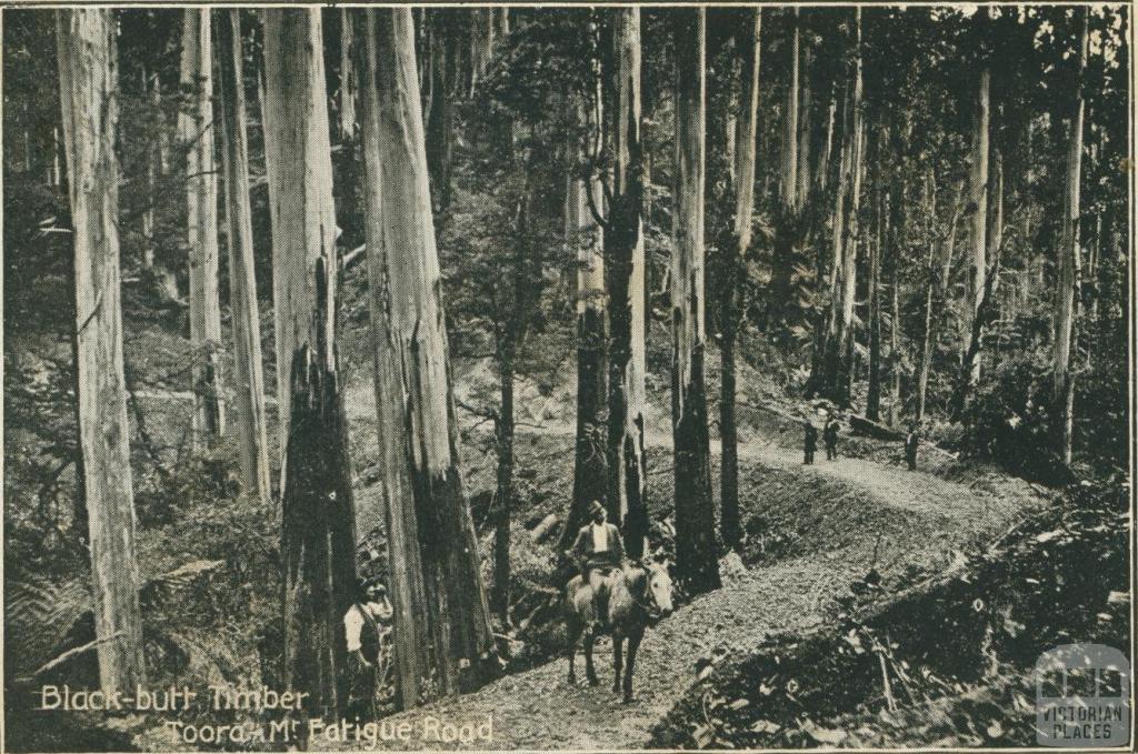 Black-butt Timber on Mt Fatigue Road, Toora, 1909