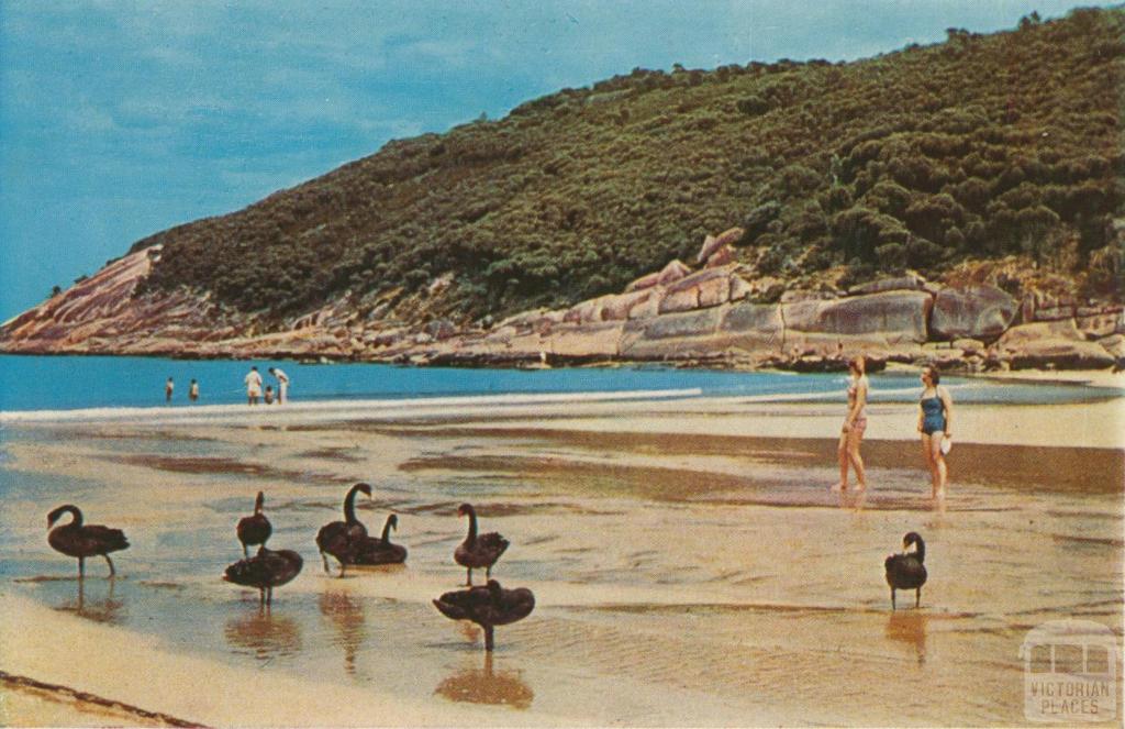 Swans on the beach at Norman Bay, Wilson's Promontory